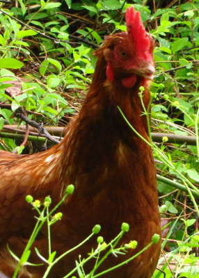 Chicken with crowfoot