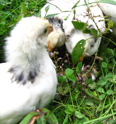 Chicks eat tick trefoil flowers