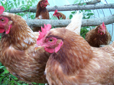 Hens in tractor