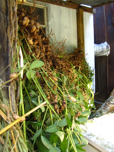 Curing peanuts