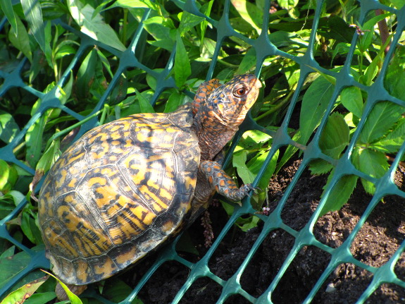 Box turtle fence