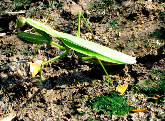 Praying mantis butterfly wings