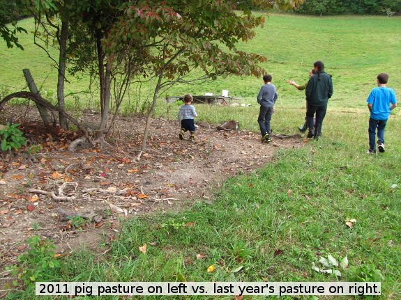 Effects of pigs on pasture