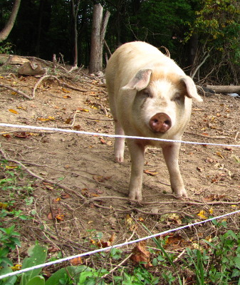 Electric pig fencing