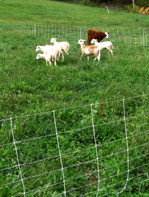 Electric sheep fencing