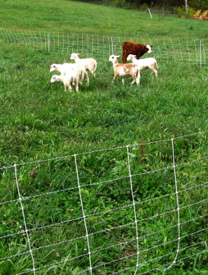 PORTABLE ELECTRIC NET FAST FENCE SHEEP GOAT POULTRY DOGS