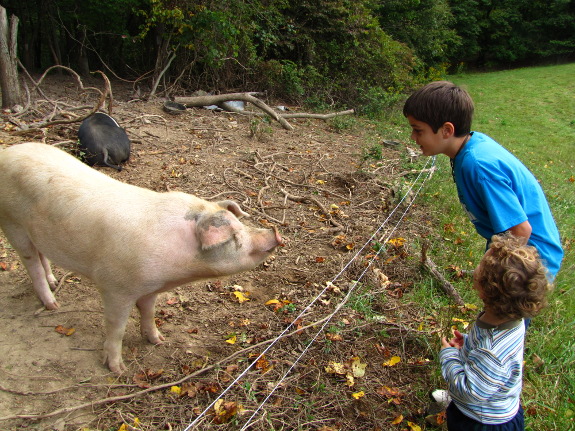 Friendly pig