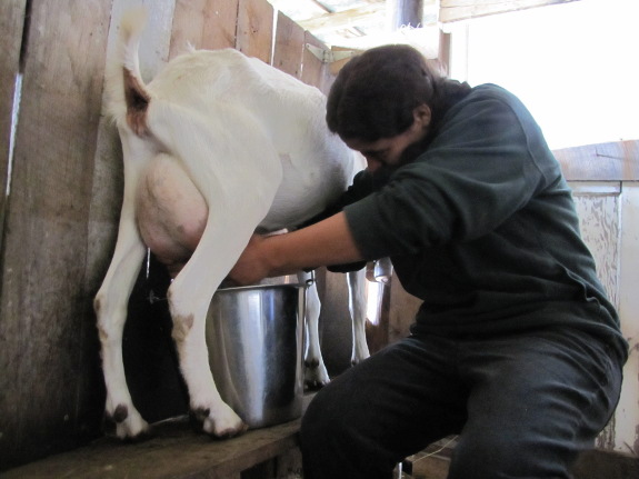 Milking a goat