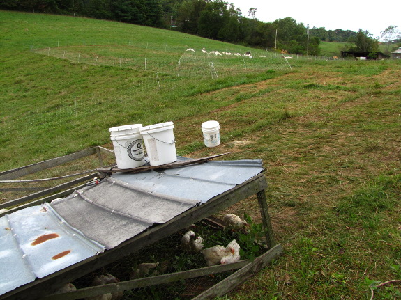 Multi-species pasture