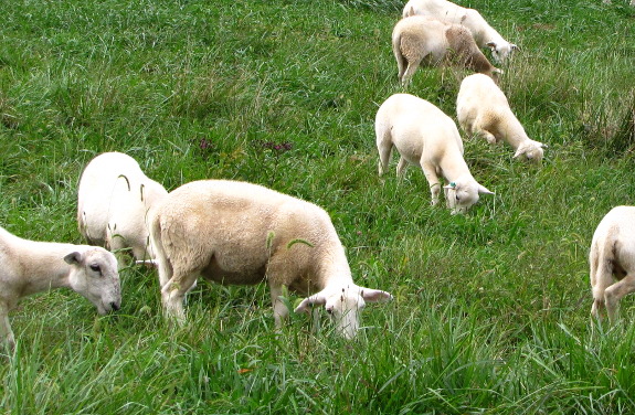 Pastured lambs