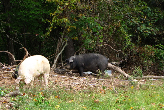 Pigs turn new ground into pasture
