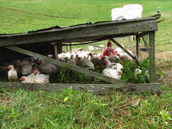 Salatin style chicken tractor