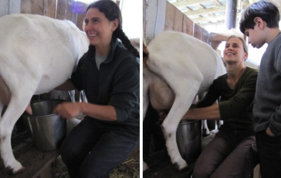 goat milking 2011