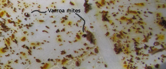 Varroa mites on a stickyboard