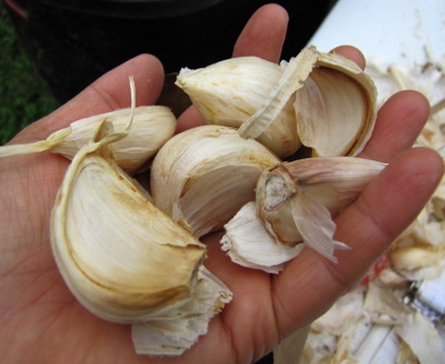 Biggest garlic cloves