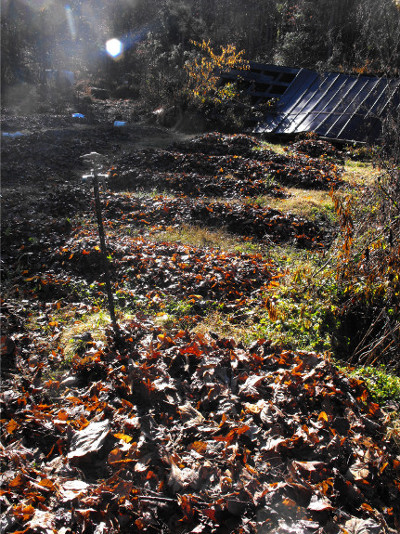 Leaf mulch