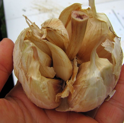 Seed garlic