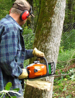 How to girdle a tree with a chainsaw