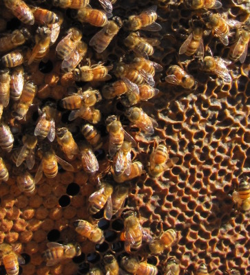 Bee brood and capped honey