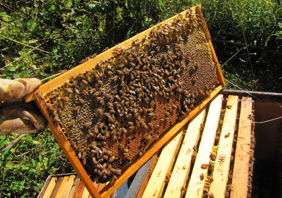 Beehive - Don't Starve Wiki