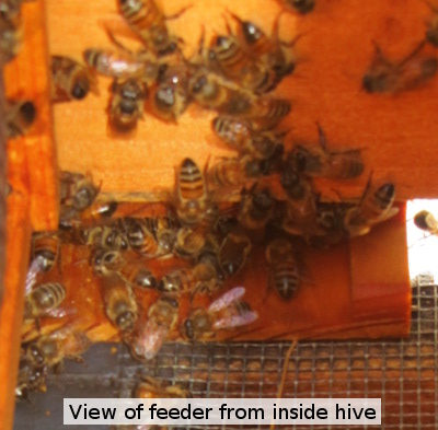 Feeder from inside hive