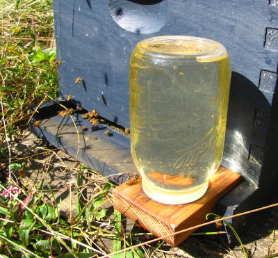 Front bee feeder