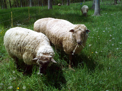 Sheep in silvopasture