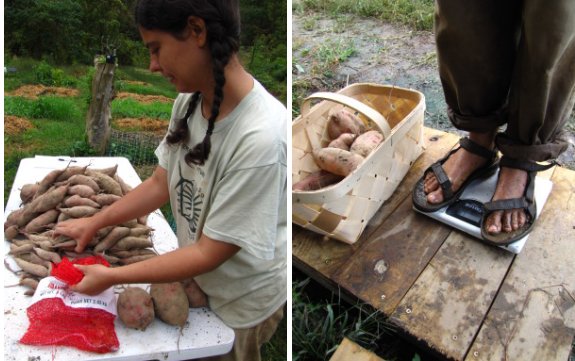 sweet potato harvest of 2011