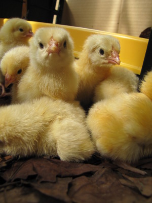 Light Sussex chicks