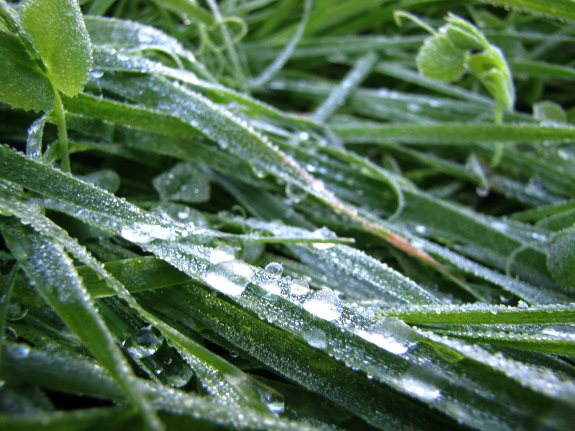 Frost on oat leaves