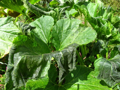Frosted squash leaves