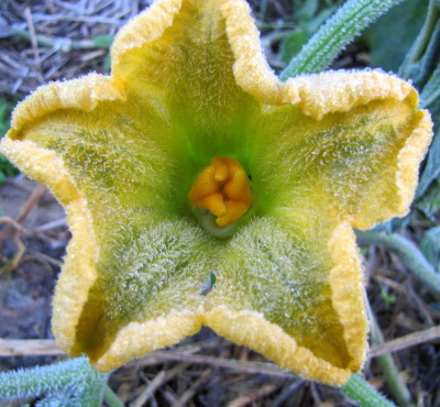 Frost on squash flower