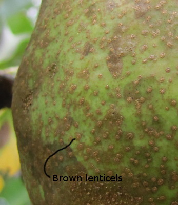 Brown lenticels