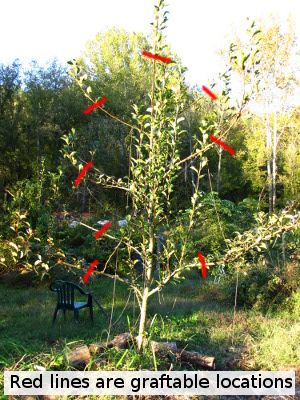 Grafting onto pear tree