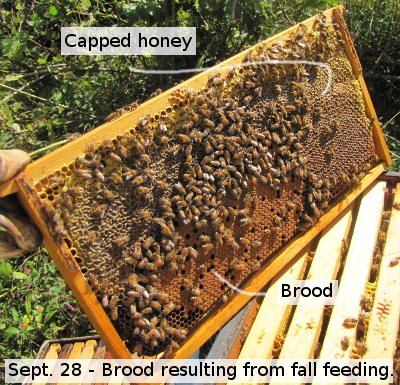 Brood from fall feeding