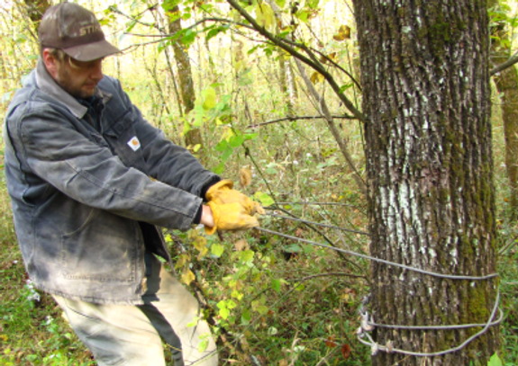 tying a winch wire to a tree