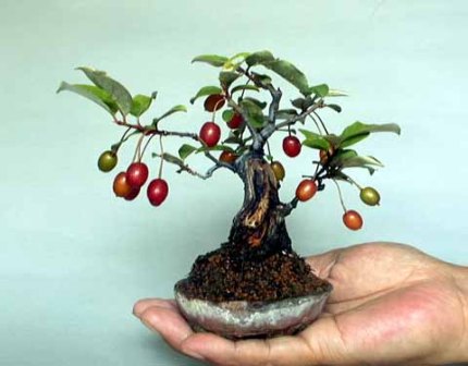Goumi bonsai