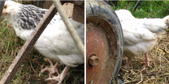 chicken with curled toe update