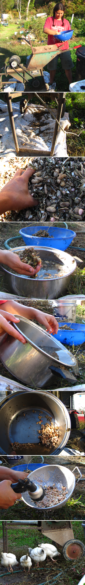 Shelling peanuts