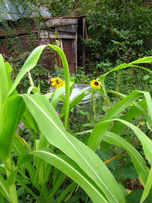 Corn and sunflowers