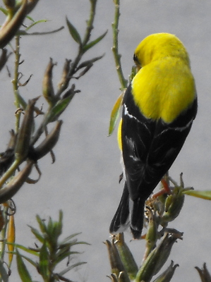 Goldfinch