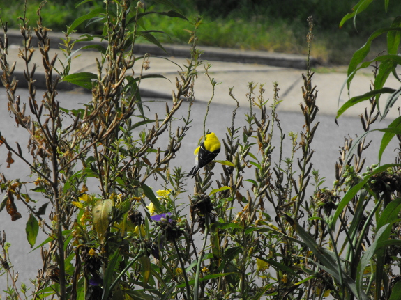 Goldfinch on primrose