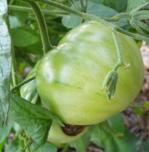 Green tomato