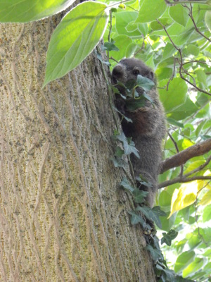 Groundhog in tree