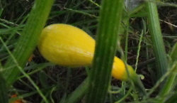 Yellow squash