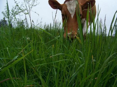 Management intensive grazing