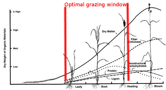 Optimal grazing window