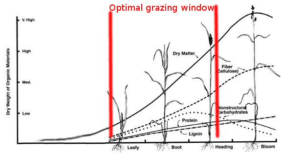 What is the life cycle of perennial ryegrass?