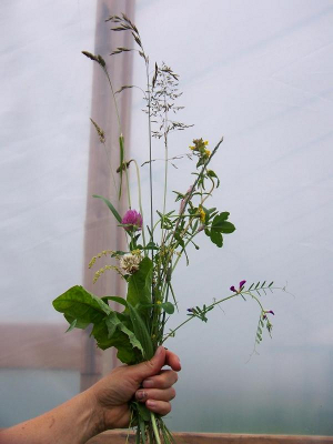 Pasture bouquet