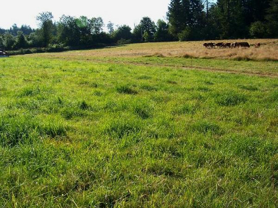 Stockpiled pasture